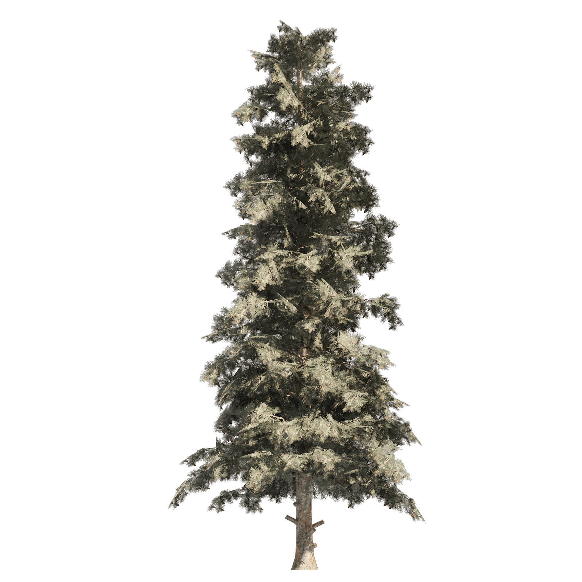 Blue Spruce Pine Trees Low-poly 3D model_2