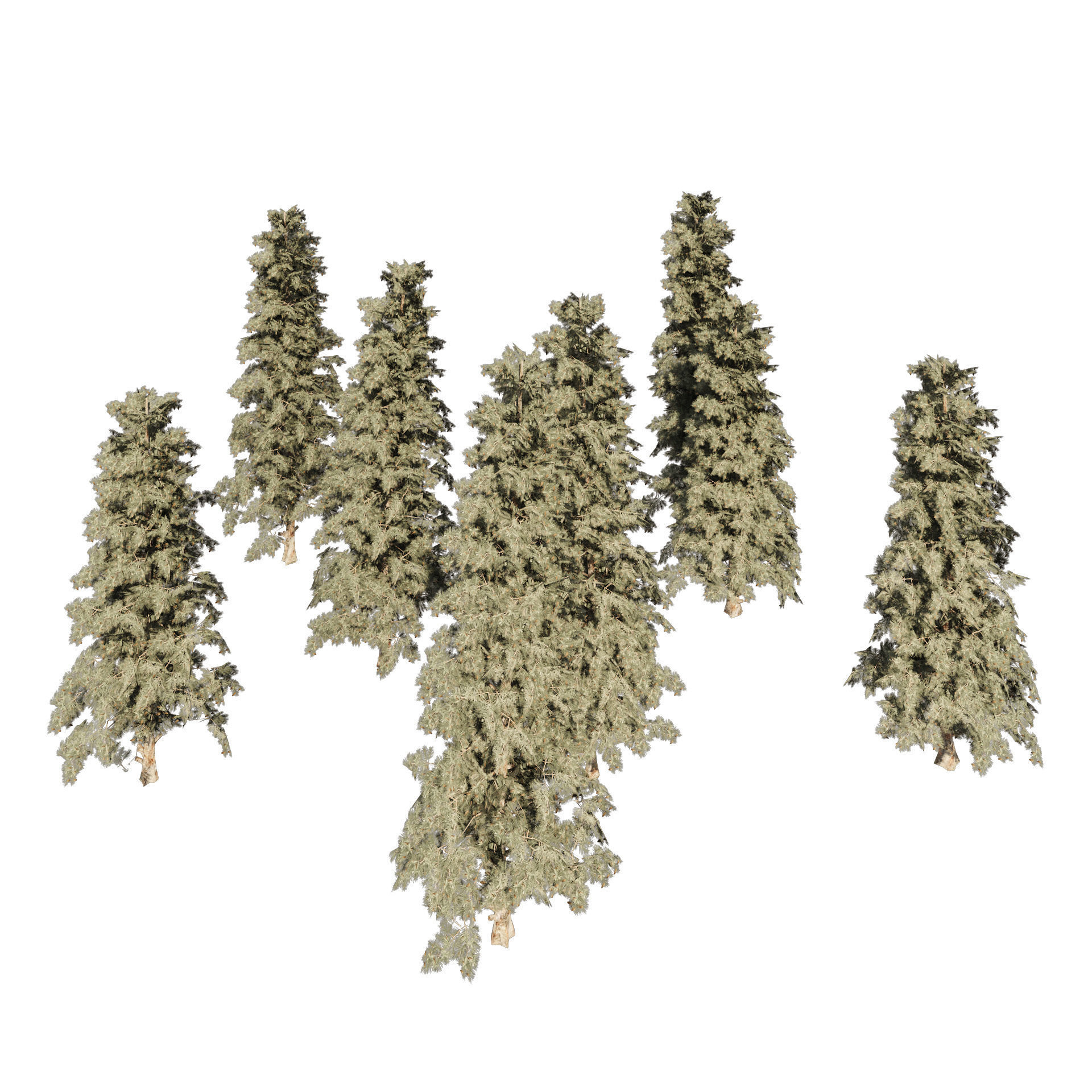 Blue Spruce Pine Trees Low-poly 3D model_3