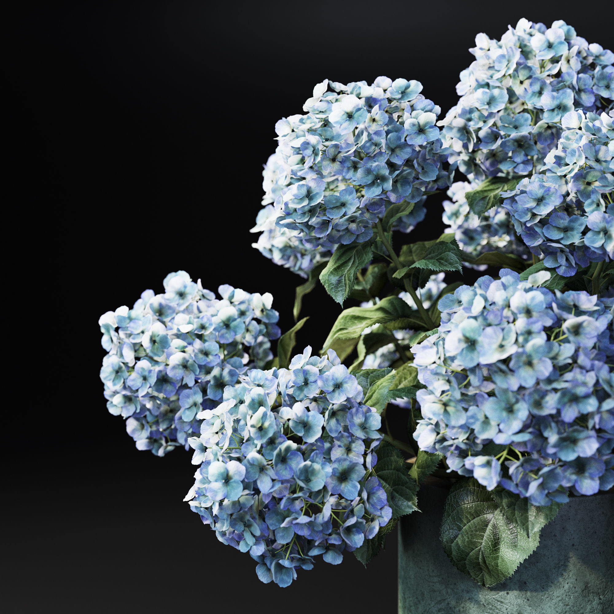 Hydrangea Blue 3D model_3