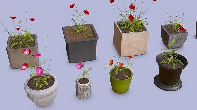 Poppy flowers in pots collection 14 plants and 12 pots Low-poly 3D model