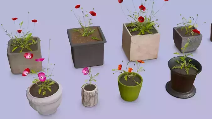 Poppy flowers in pots collection 14 plants and 12 pots Low-poly 3D model
