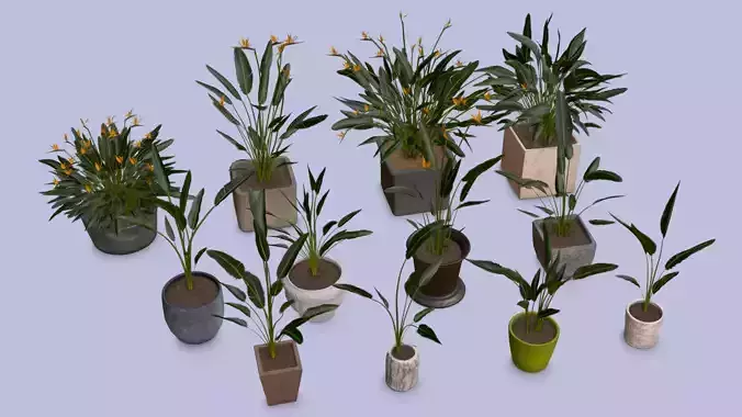 Flowers Bird of paradise in pots collection for archivis Low-poly 3D model