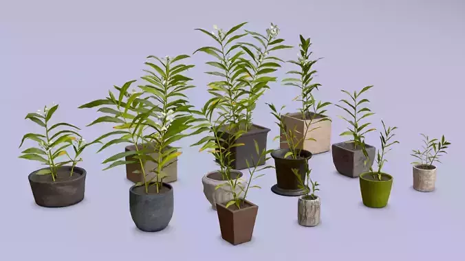 Flowers Ginger lily in pots collection for archivis Low-poly 3D model