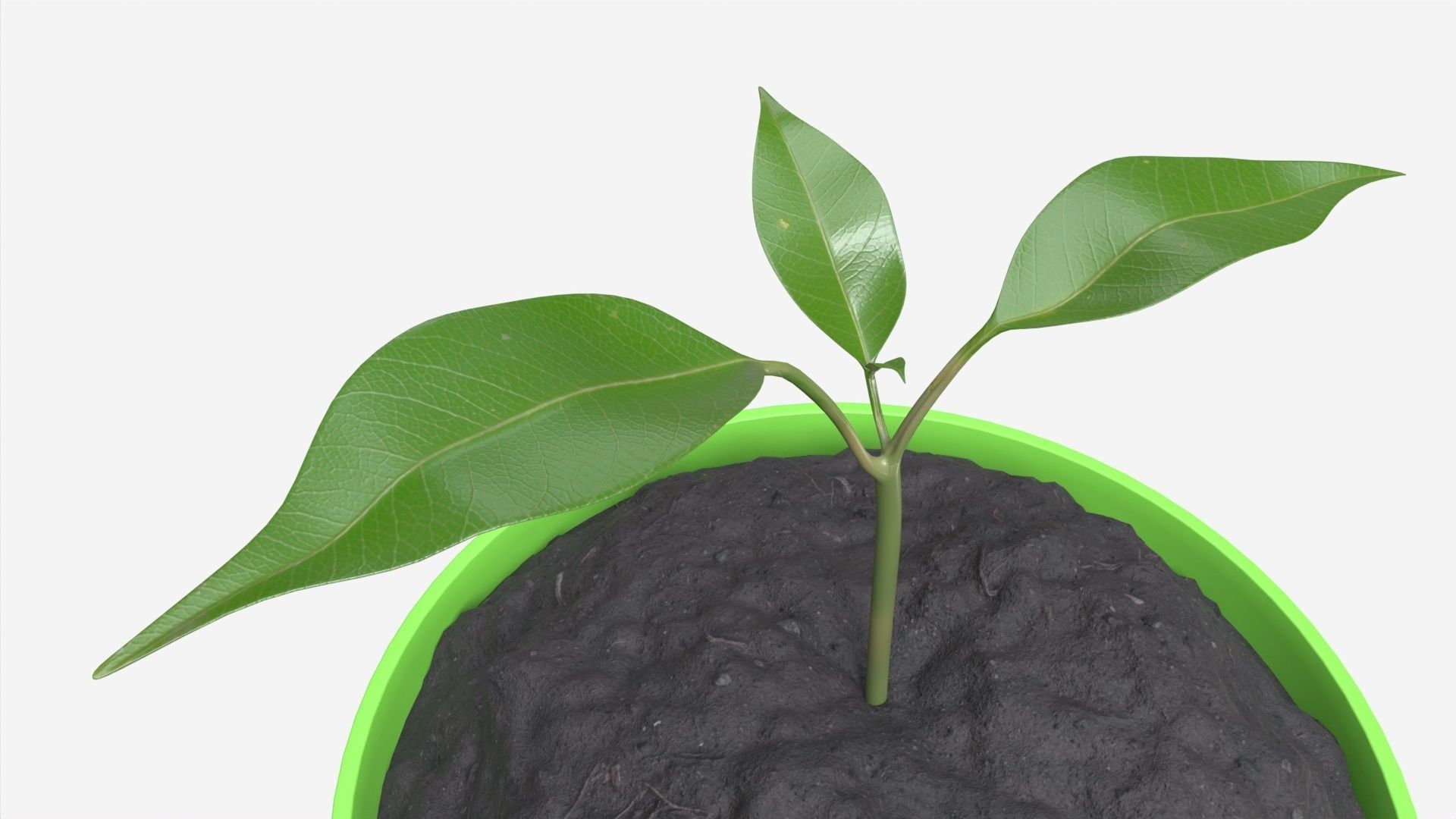 Decorative potted plant 12 3D model_3