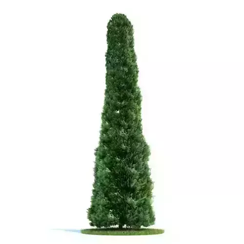 Green Thuja Plant