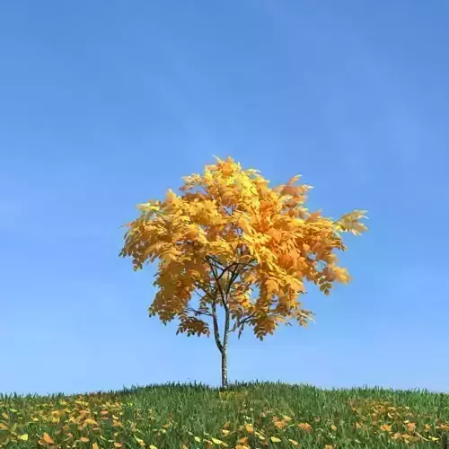 Yellow Leafy Tree