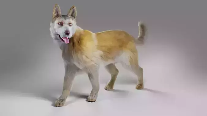 Fur Big Dog Yellow Rigged Low-poly 3D model