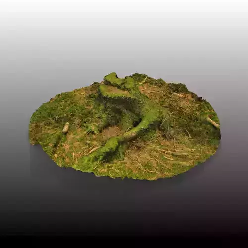 Forest Tree Stump 4K -Part 1-   Free low-poly 3D model
