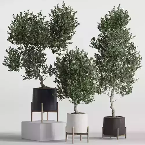 Plants collection 737 3D model