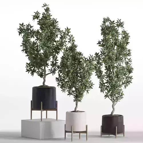 Plants collection 738 3D model