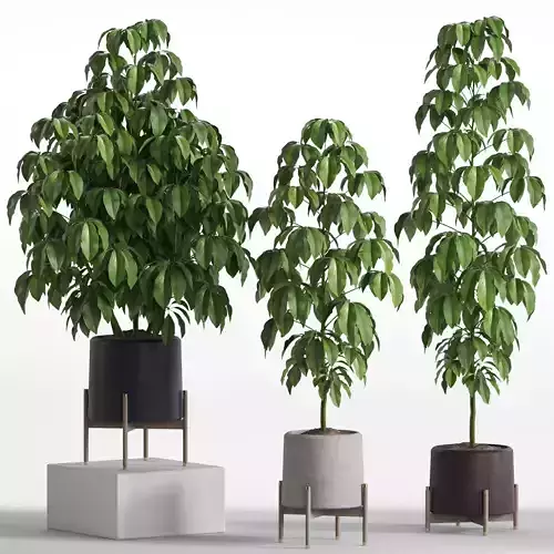 Plants collection 739 3D model