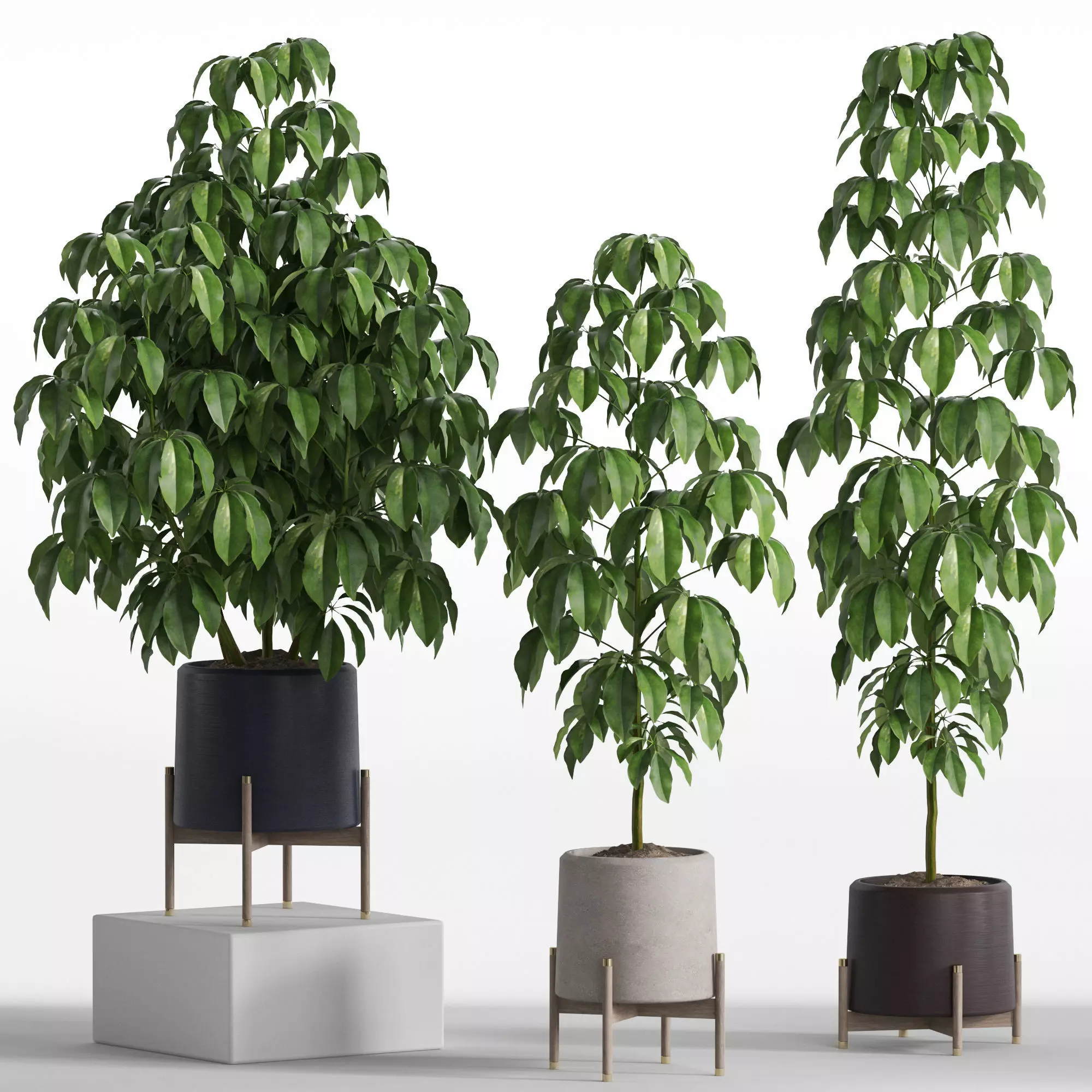 Plants collection 739 3D model_0