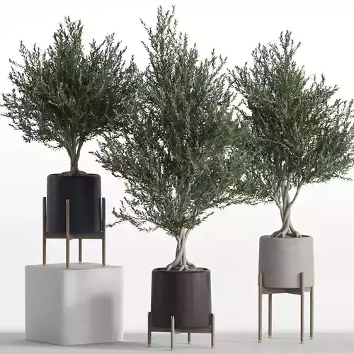 Plants collection 740 3D model