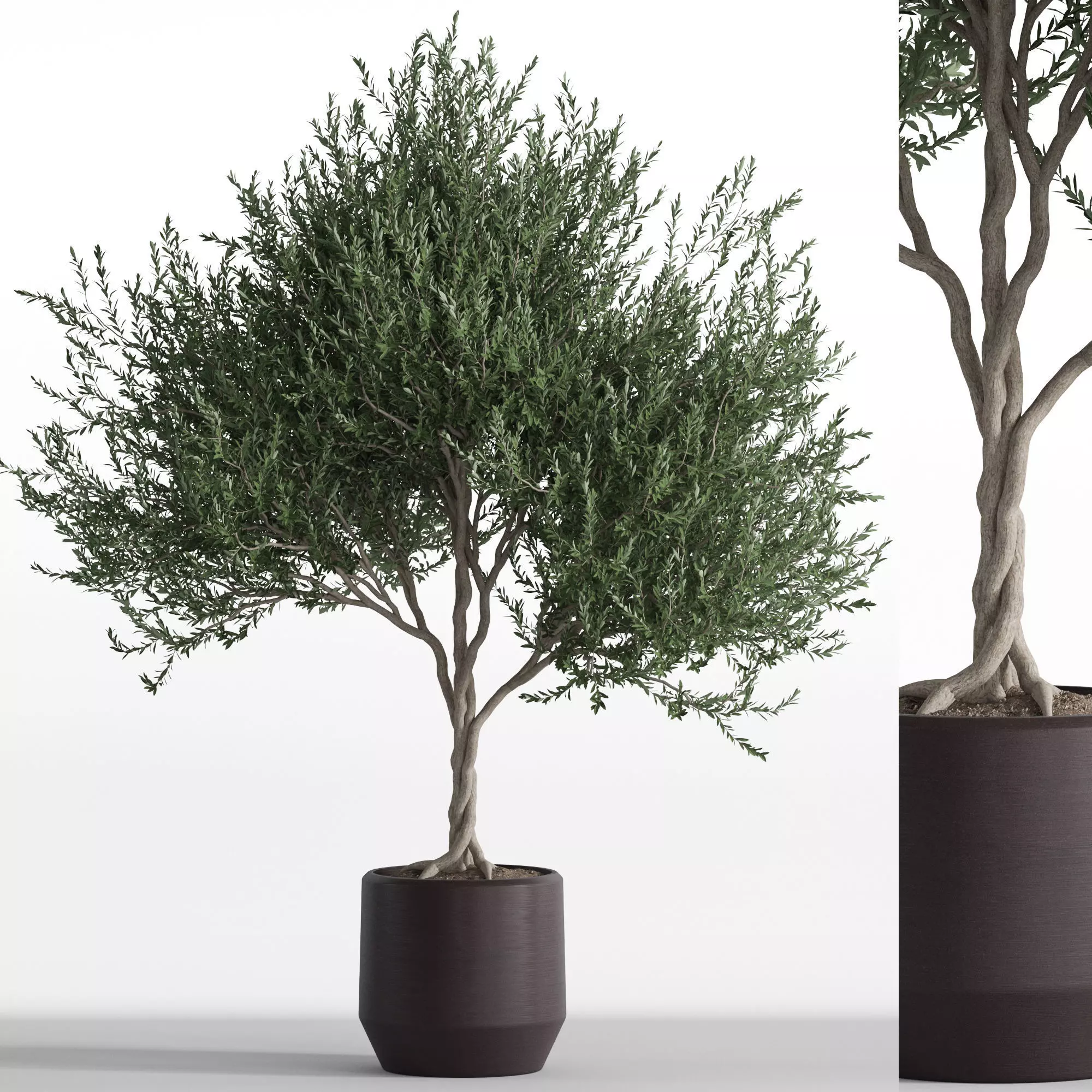 Plants collection 741 3D model_0