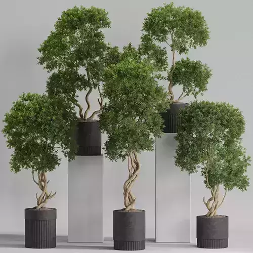 Plants collection 743