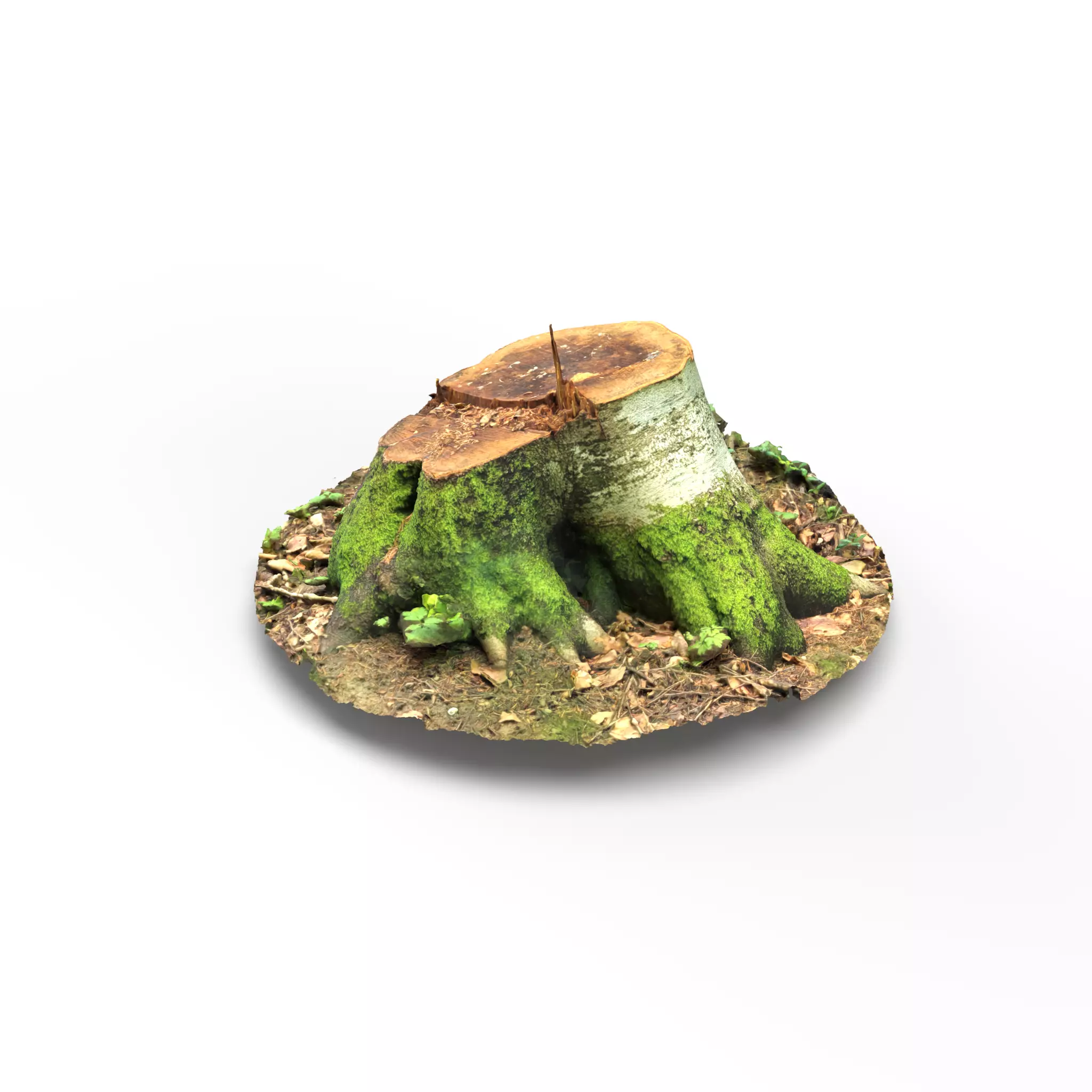 Forest Tree Stump 4K -Part 2- Free low-poly 3D model