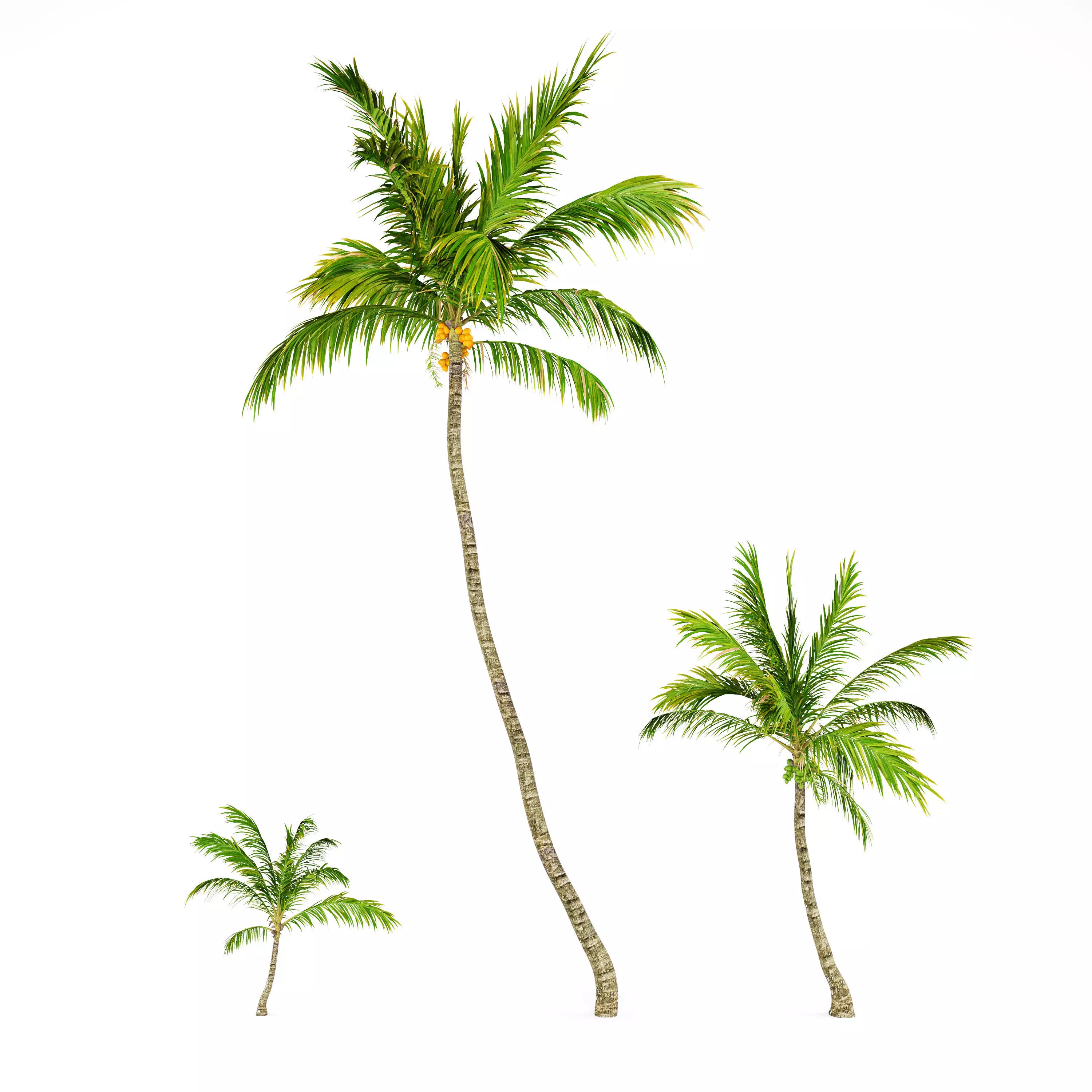 Coconut palm 3D model_0