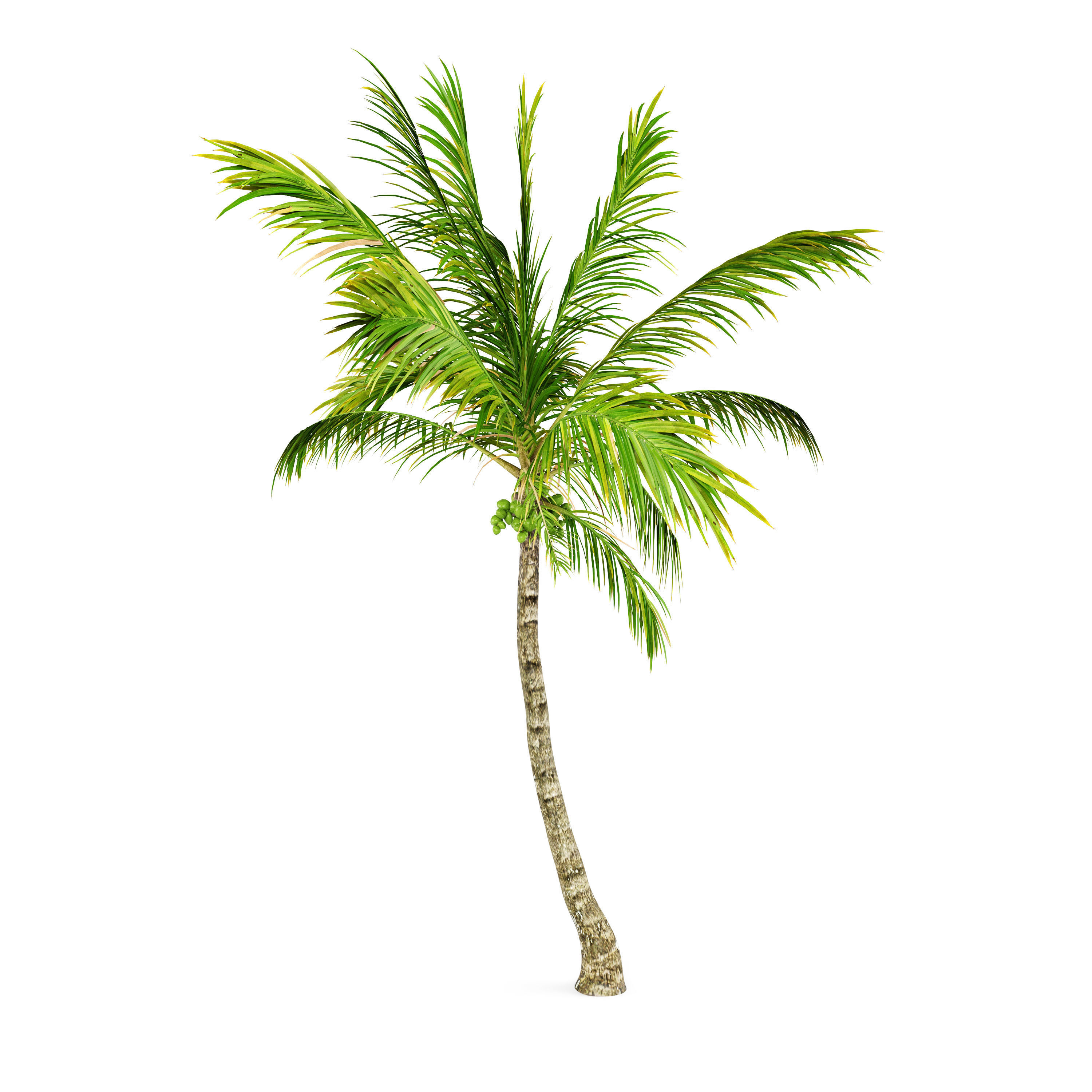 Coconut palm 3D model_2