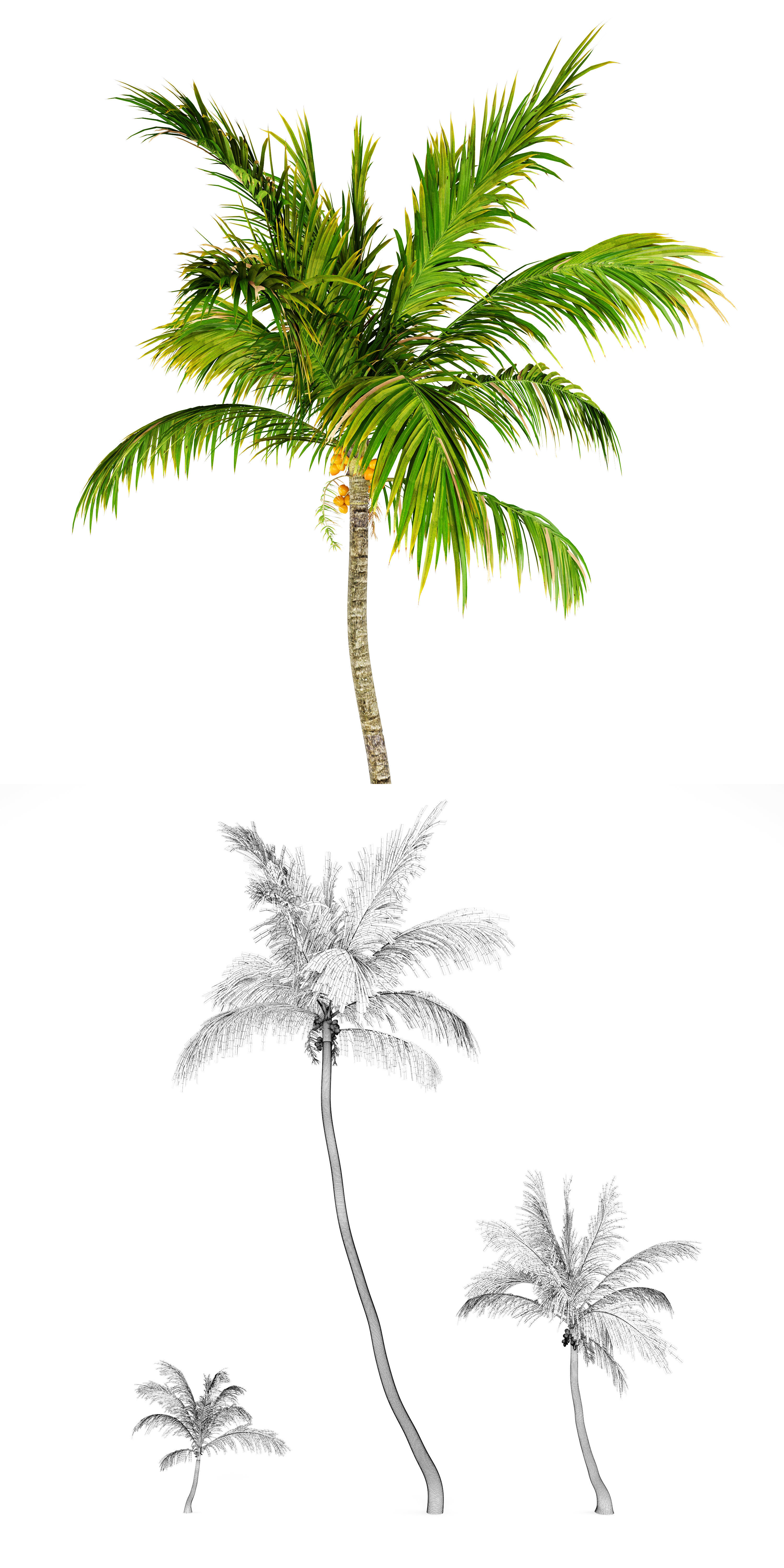 Coconut palm 3D model_3