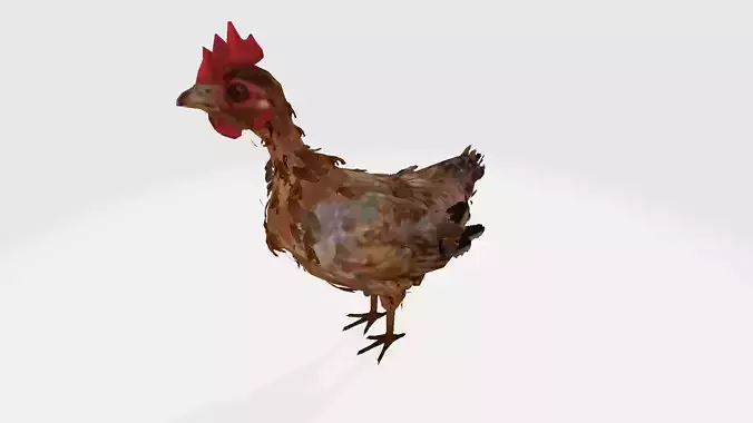 Chicken