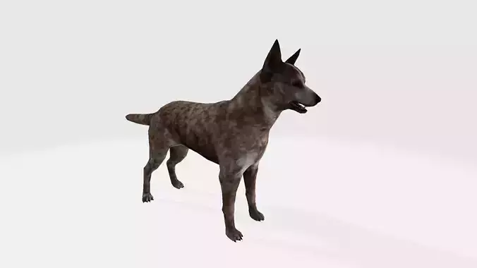 Dingo australian cattle dog