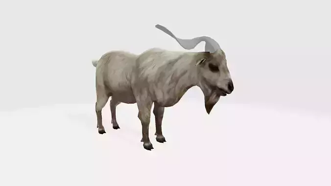 Goat 3d with long horns