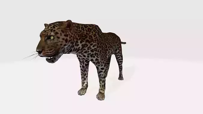 Leopard