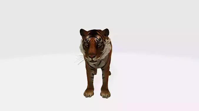 Tiger 3d