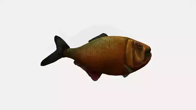 Fish 3d