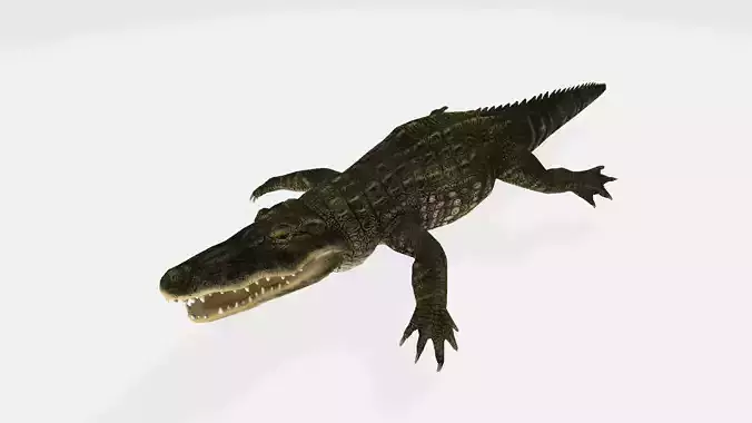 alligator