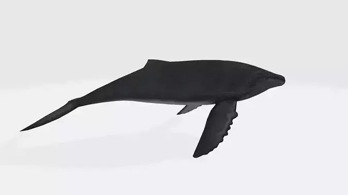 Keith humpback whale 3D model