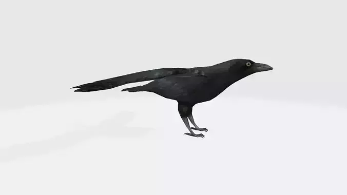 crow 3d 3D model