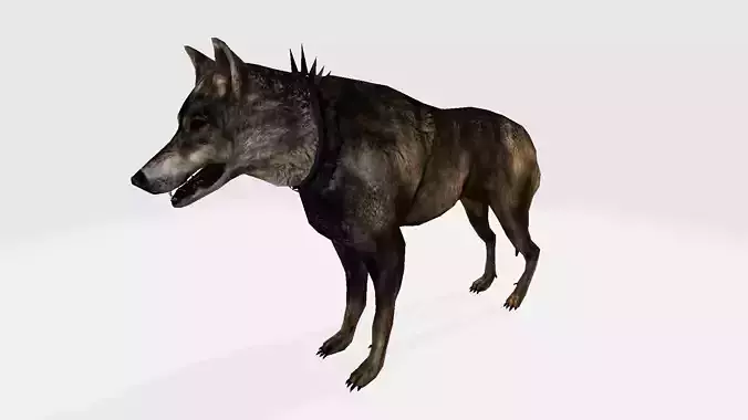 Coyote wolf 3D model
