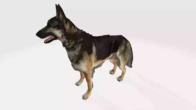 German shepherd
