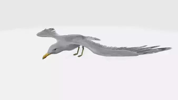 seagull flying in sky