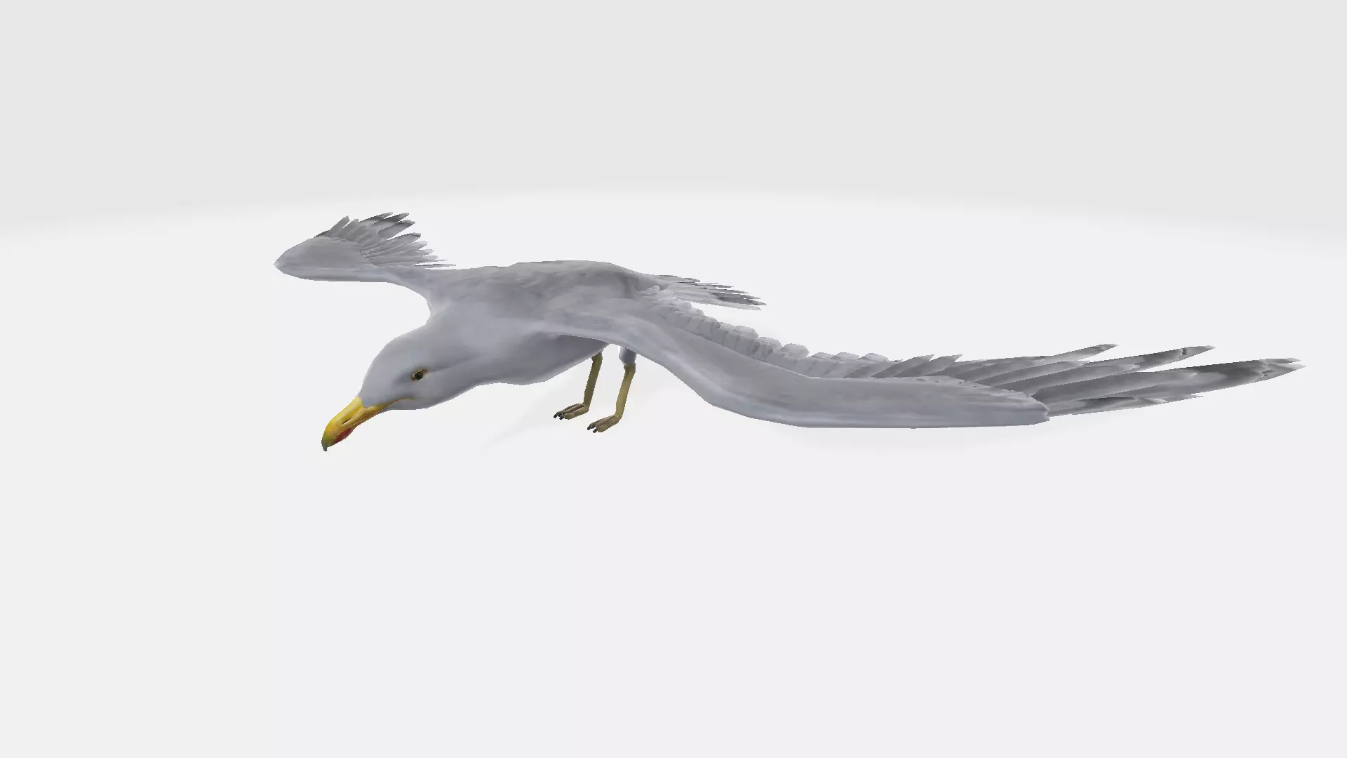 seagull flying in sky 3D model_0