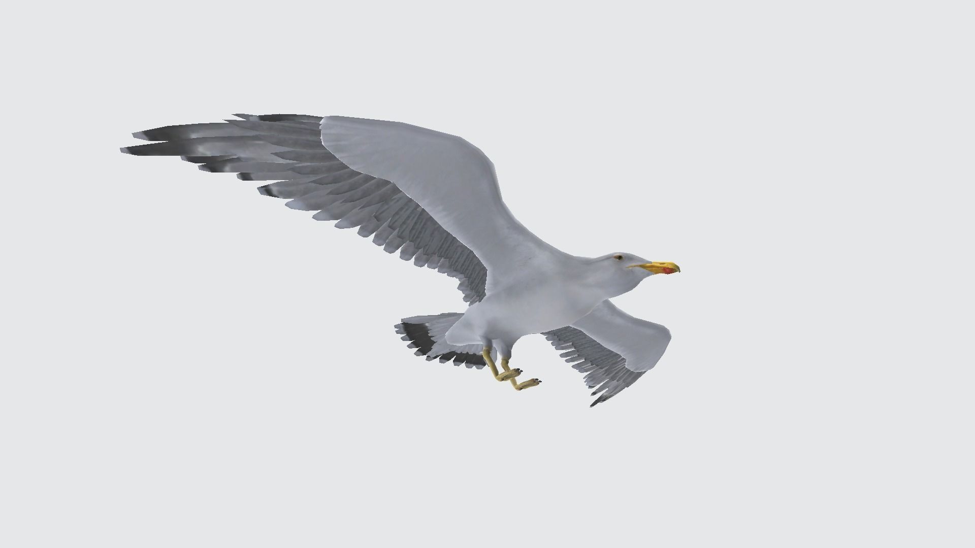 seagull flying in sky 3D model_1