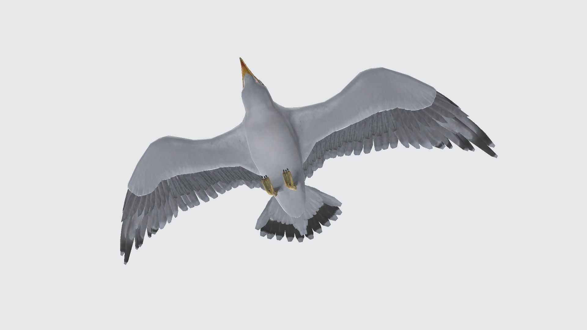seagull flying in sky 3D model_2