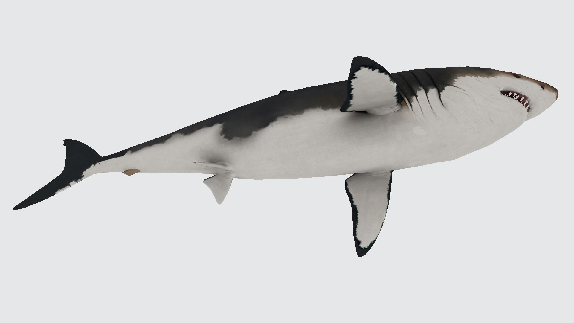 MEGALODON great shark 3D model_2
