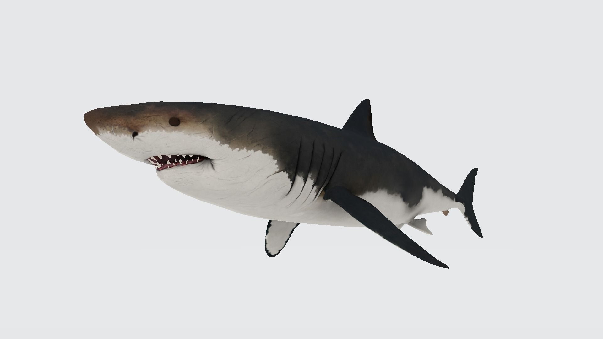 MEGALODON great shark 3D model_1