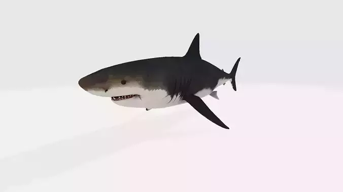 MEGALODON great shark