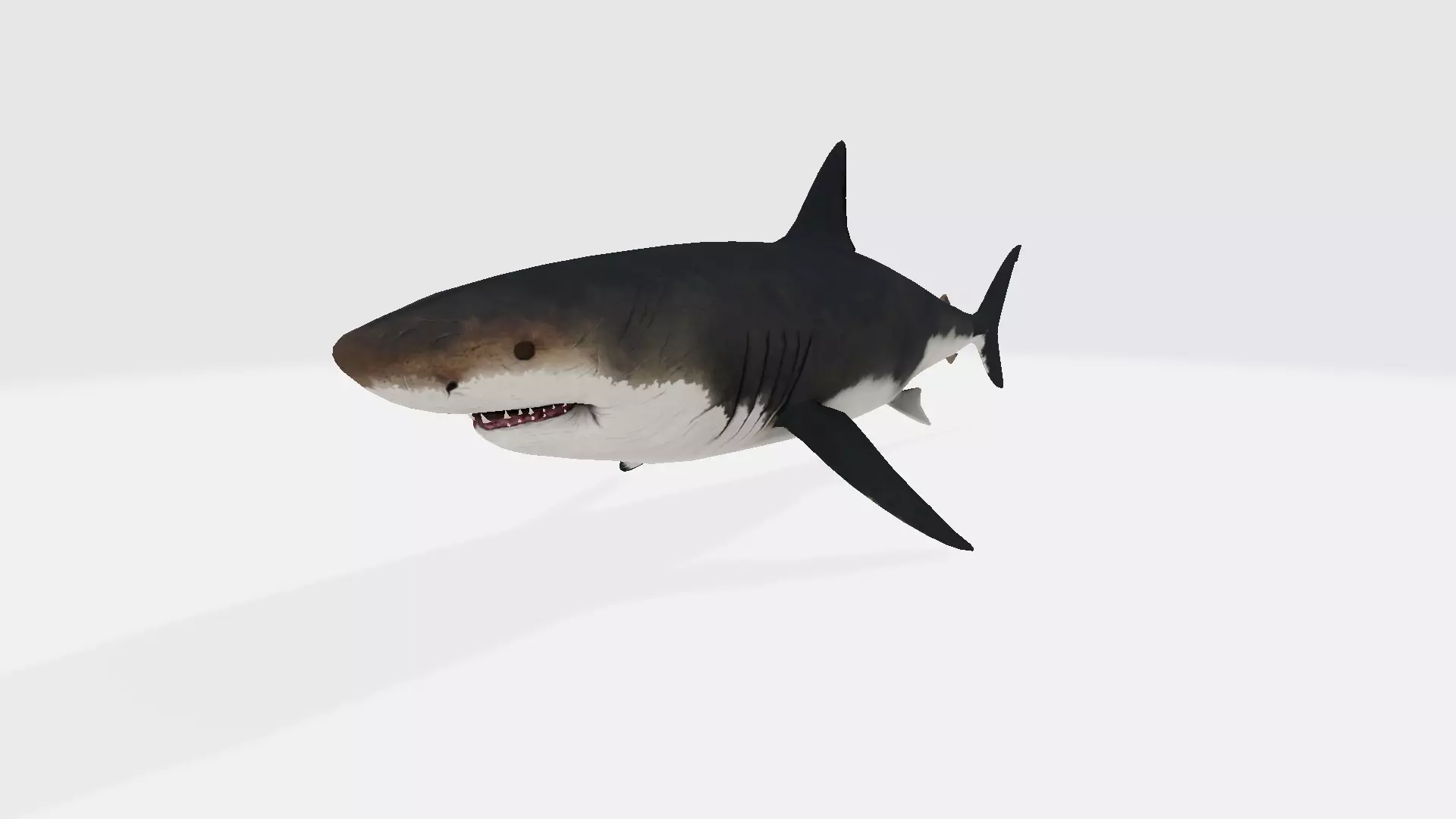 MEGALODON great shark 3D model_0