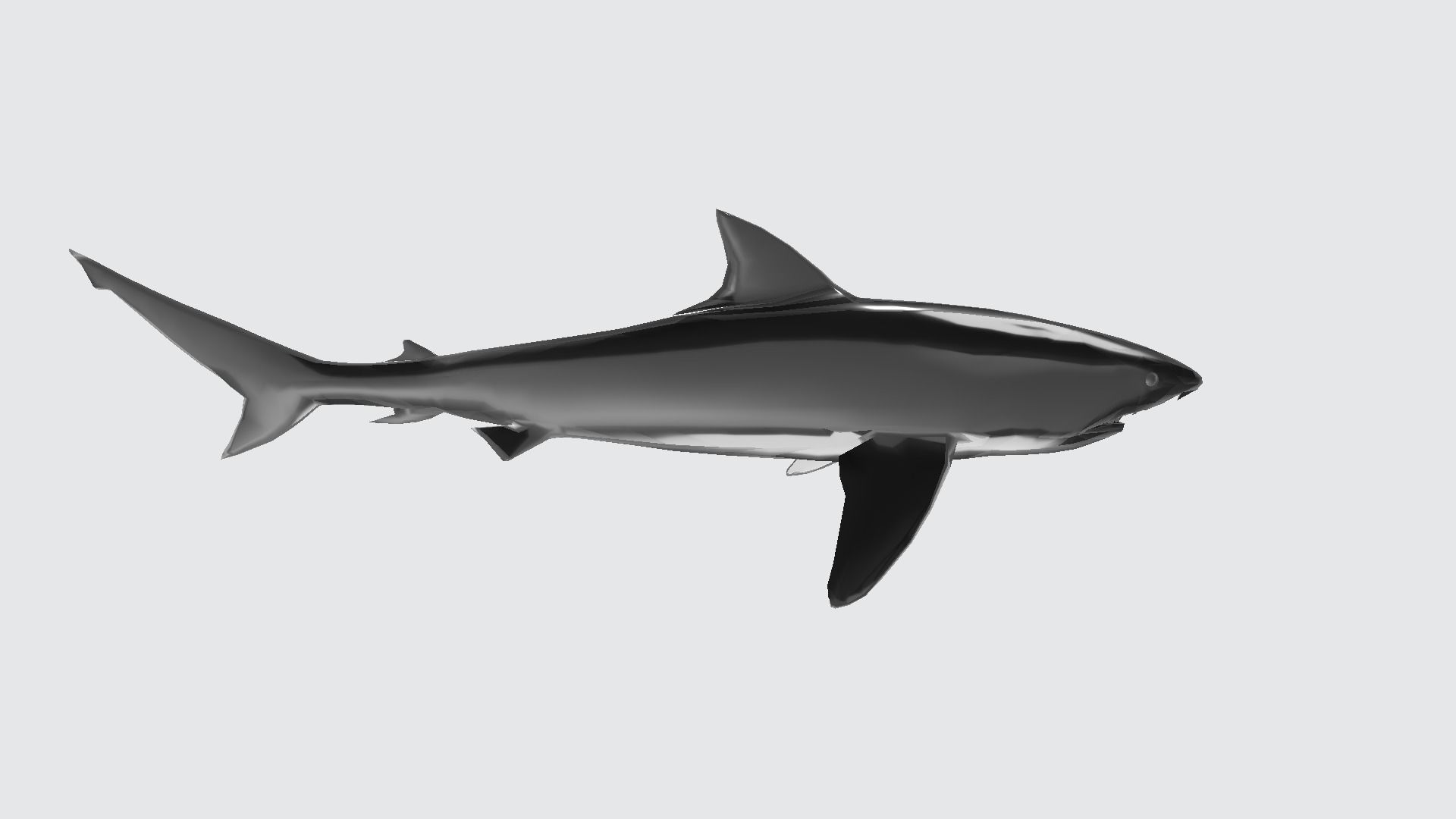 Tigershark shark 3D model_2