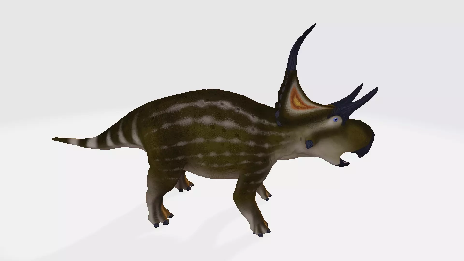 Diabloceratops triceratops dinosaur 3D model_0
