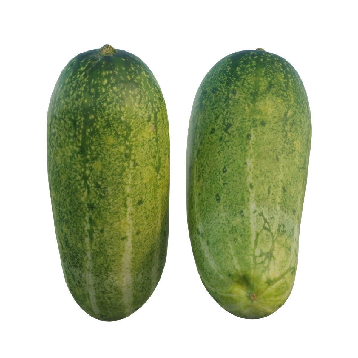 Cucumber 04 3D model_6