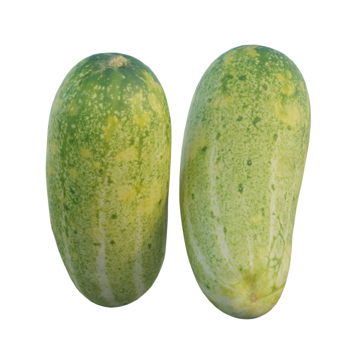 Cucumber 04 3D model_7