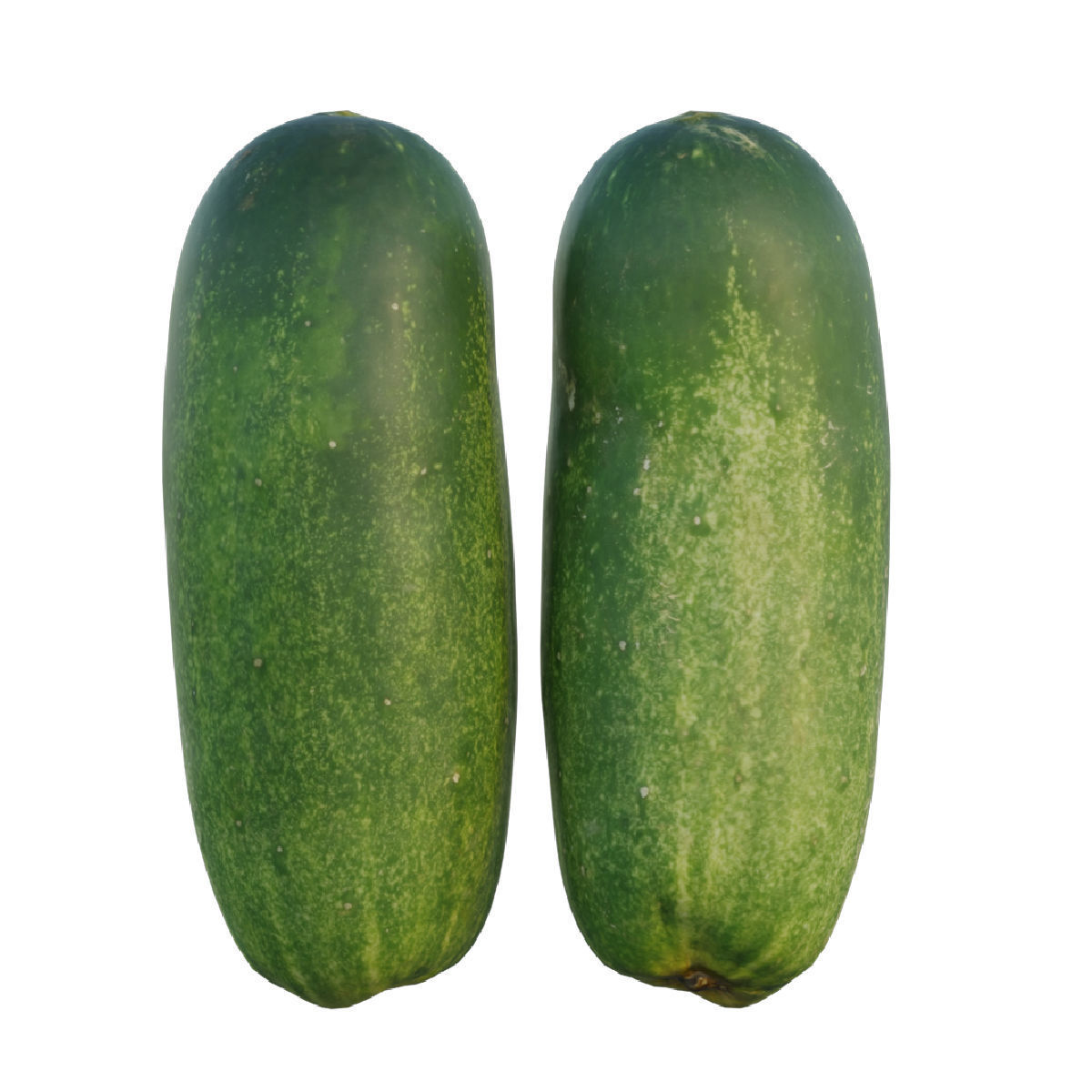 Cucumber 04 3D model_3