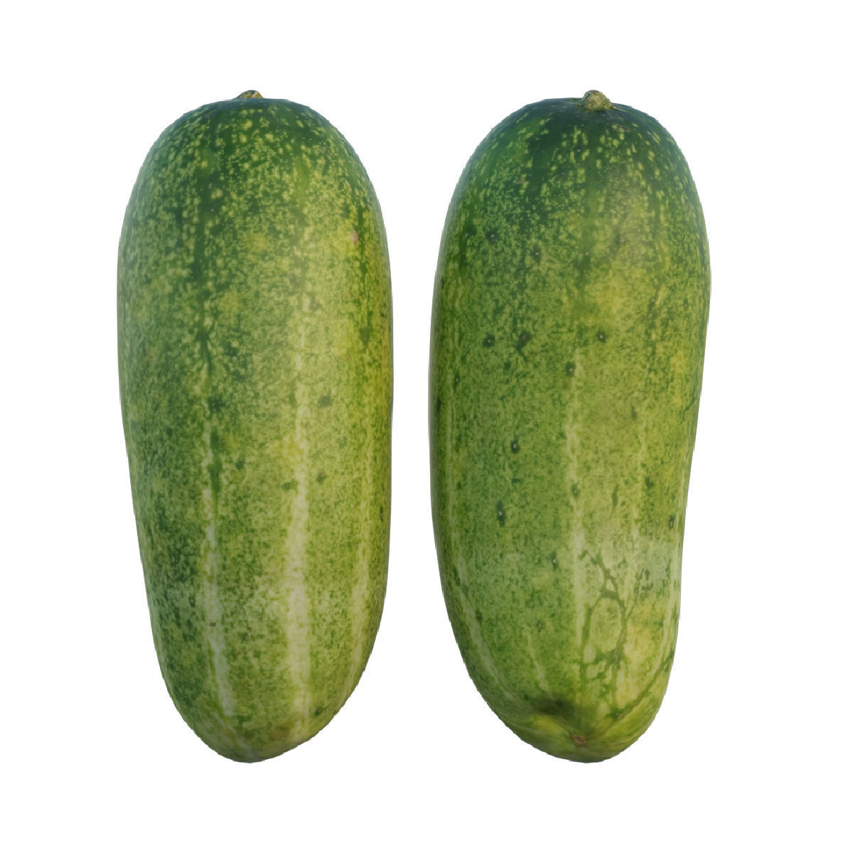 Cucumber 04 3D model_2