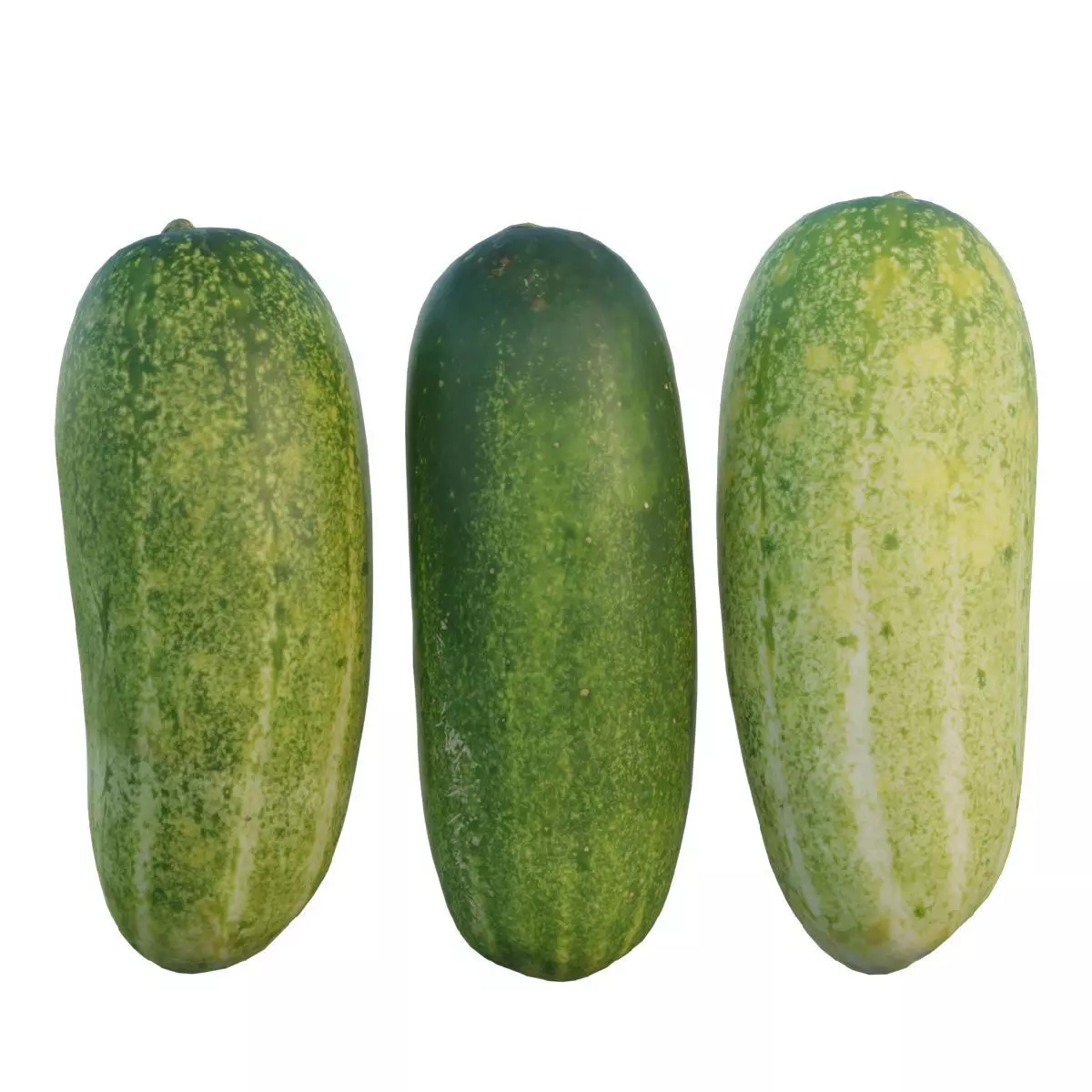 Cucumber 04 3D model_0