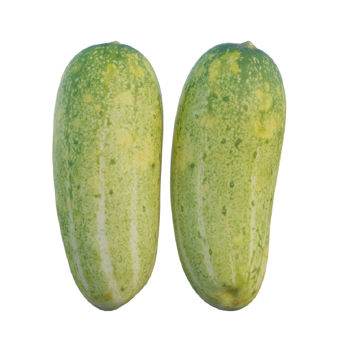Cucumber 04 3D model_4